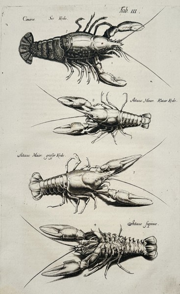 Johannes Jonston (1603-1675) – Natural History of Crustaceans – Copper engraving (1650)