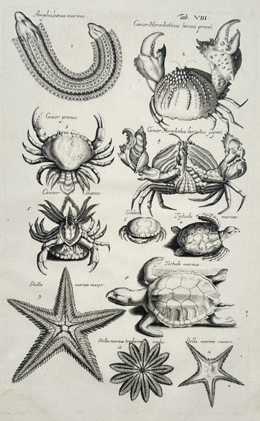 Johannes Jonston (1603-1675) – Marine Zoology of Crabs, Turtles, and Starfish – Copper engraving (1650)
