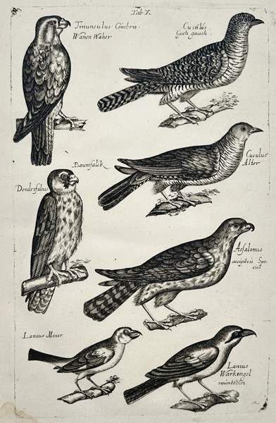 Johannes Jonston (1603-1675) – Birds of Prey and Cuckoos – Copper engraving (1650)