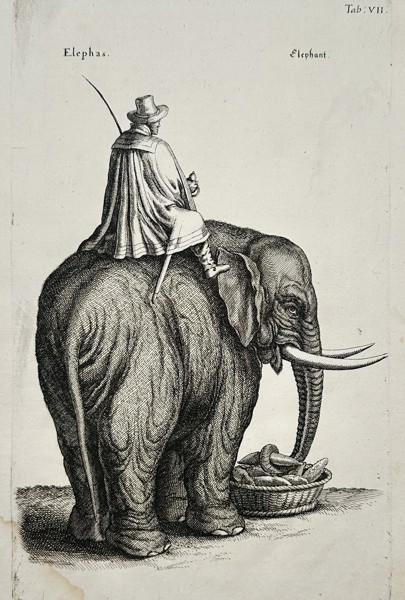Johannes Jonston (1603-1675) – View of an Elephant with Mahout – Copper engraving (1650)