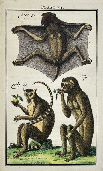 Georges-Louis Leclerc, Comte de Buffon (1707-1788) – Studies of a Flying Lemur and Primates – Hand-coloured copper engraving (1775)