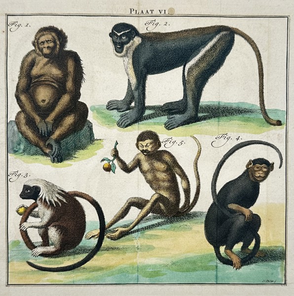 Georges-Louis Leclerc, Comte de Buffon (1707-1788) – Studies of an Orangutan and Various Monkeys – Hand-coloured copper engraving (1775)