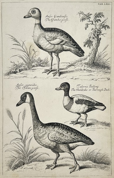 Francis Willughby (1635-1672) – Studies of the Gambo-goose, Swan-goose, and Sheldrake – Engraving (1678)
