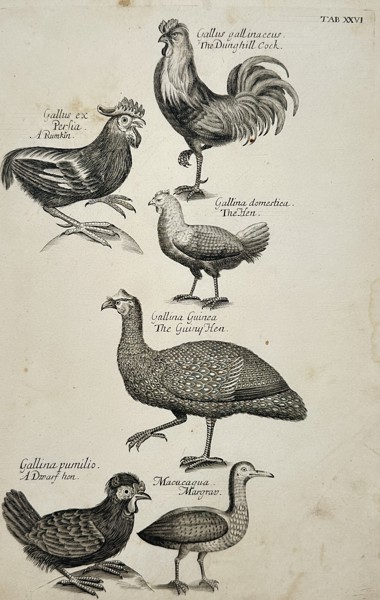 Francis Willughby (1635-1672) – Studies of Chickens, Guinea Fowl, and Ground Birds – Engraving (1678)
