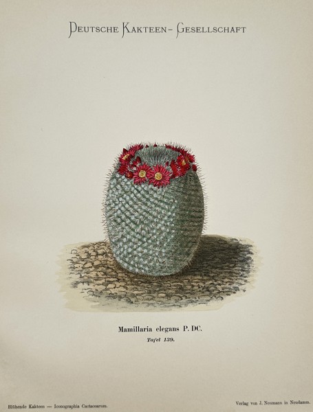 Paul Julius Neumann (Active c. 1900) – Mamillaria elegans Cactus – Hand-coloured lithograph (1904)