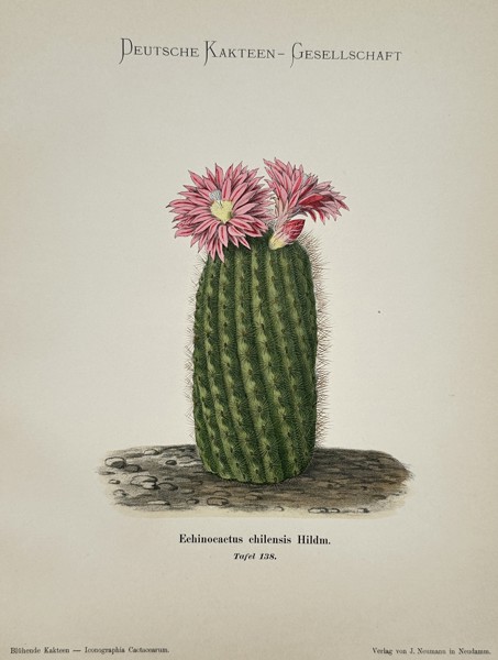 Paul Julius Neumann (Active c. 1900) – Echinocactus chilensis Cactus – Hand-coloured lithograph (1904)