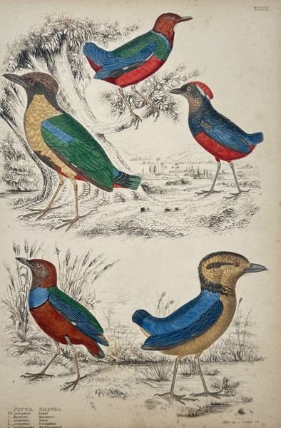 William MacGillivray (1796-1852) – Studies of Pittas and Breves – Hand-coloured engraving (1839)