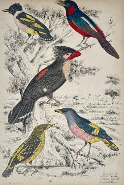 William MacGillivray (1796-1852) – Studies of Broadbills – Hand-coloured engraving (1839)