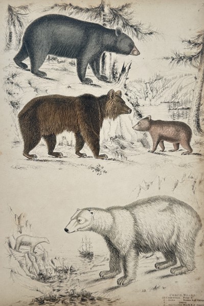 William MacGillivray (1796-1852) – Studies of Polar, Brown, and Black Bears – Hand-coloured engraving (1839)