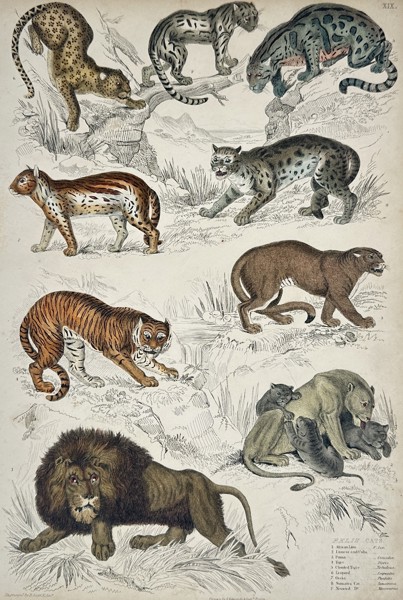 William MacGillivray (1796-1852) – Studies of Lions, Tigers, and Wild Cats – Hand-coloured engraving (1839)