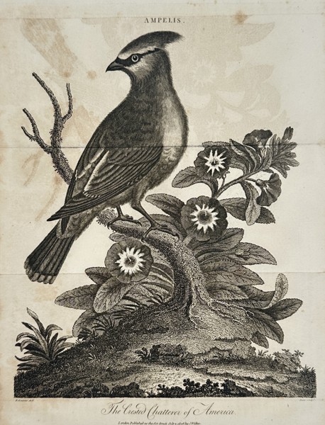 John Wilkes (1750-1810) – View of a Cedar Waxwing – Etching (1808)