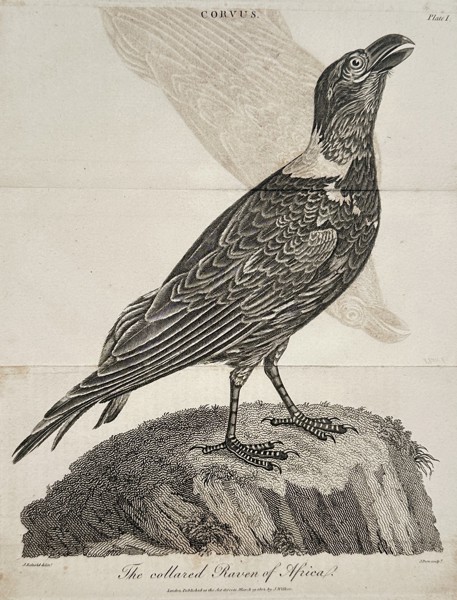 John Wilkes (1750-1810) – View of a White-necked Raven – Etching (1802)