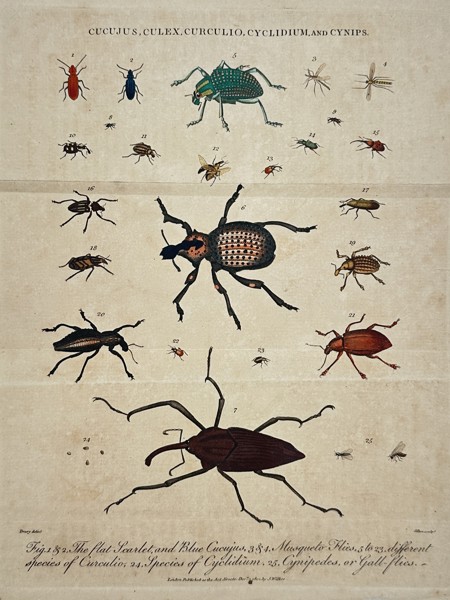John Wilkes (1750-1810) – Studies of Beetles and Flies – Hand-coloured etching (1802)
