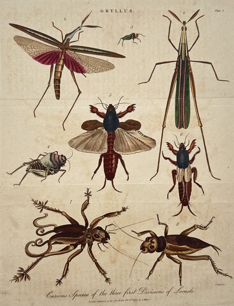 John Wilkes (1750-1810) – Studies of Locusts, Crickets, and Mole Crickets – Hand-coloured etching (1807)