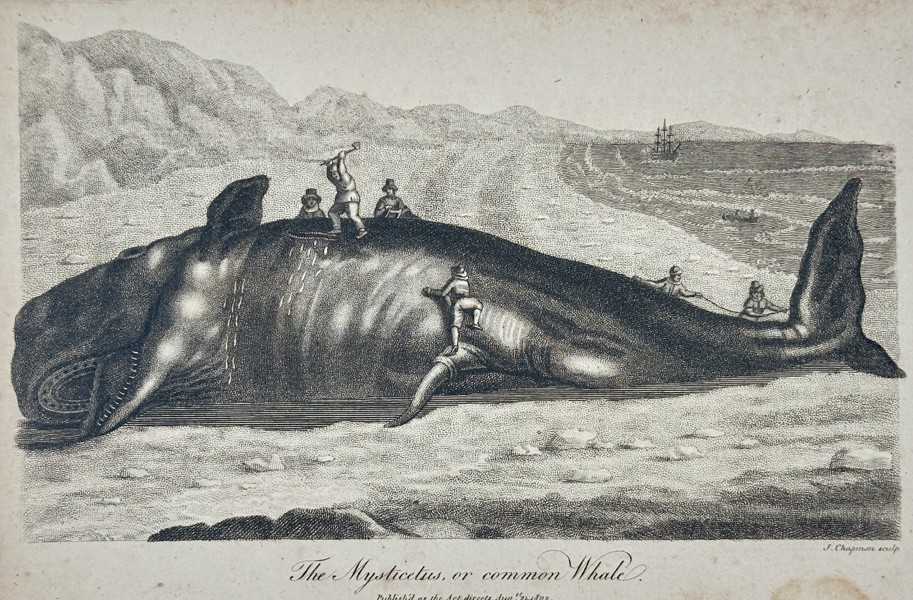 John Chapman (Active 1792-1823) – View of a Beached Whale – Etching (1802)