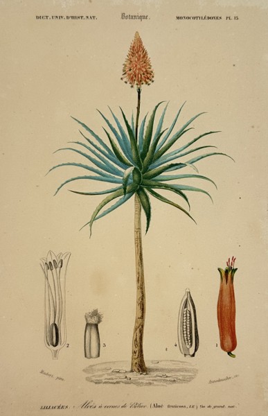 Charles d’Orbigny (1806-1876) – Study of an Aloe Plant – Hand-coloured engraving (1849)