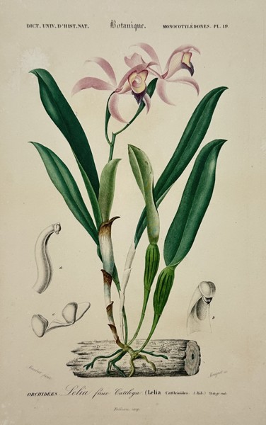 Charles d’Orbigny (1806-1876) – Study of a Cattleya Orchid – Hand-coloured engraving (1849)