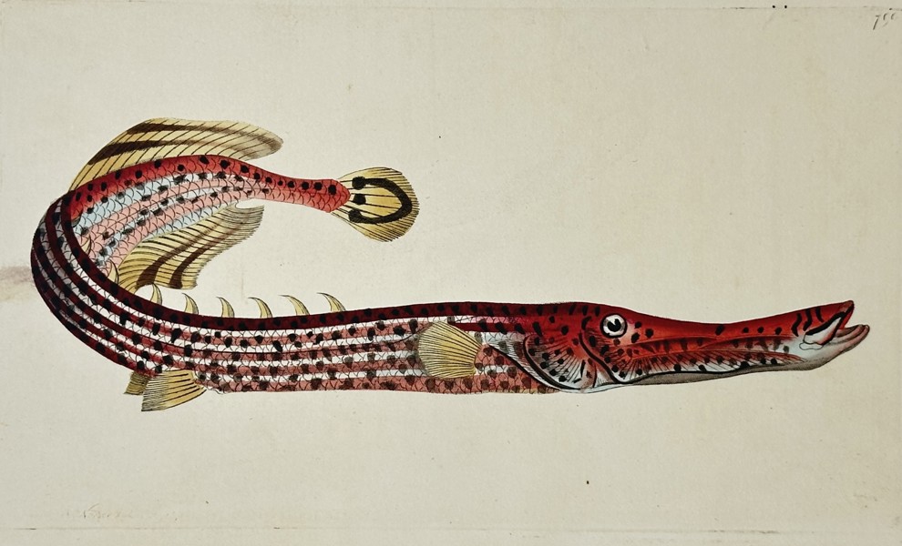 Frederick Polydore Nodder (Active 1770-1800) – Study of a Garfish – Hand-coloured etching (1795)