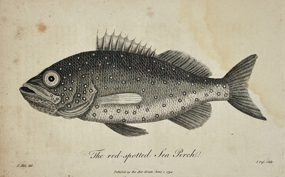 John Wilkes (1750-1810) – View of a Red-spotted Sea Perch – Etching (1794)