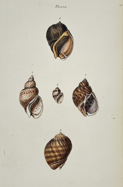George Brettingham Sowerby (1788-1854) – Studies of Eburna Shells – Hand-coloured lithograph (1840)