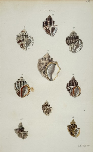 George Brettingham Sowerby (1788-1854) – Studies of Cancellaria Shells – Hand-coloured lithograph (1840)