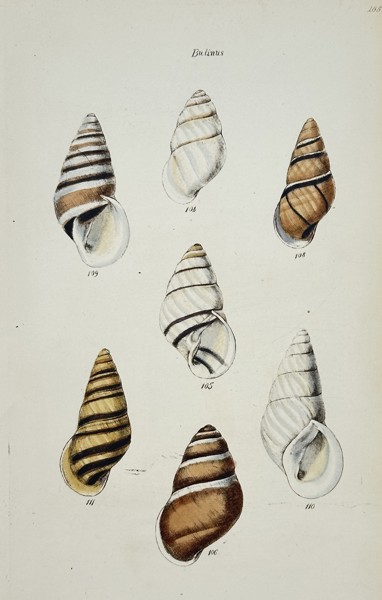 George Brettingham Sowerby (1788-1854) – Studies of Bulinus Shells – Hand-coloured lithograph (1840)