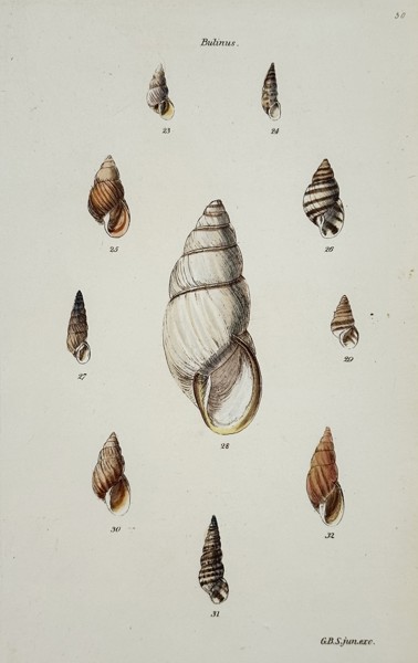 George Brettingham Sowerby (1788-1854) – Studies of Bulinus Shells – Hand-coloured lithograph (1840)