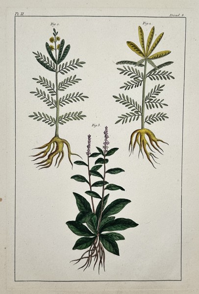 François-Anne David (1741-1824) – Botanical Study of Medicinal Herbs – Hand-coloured etching (1780)