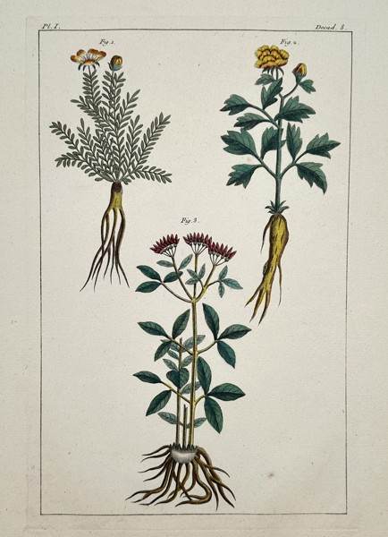 François-Anne David (1741-1824) – Botanical Study of Flowering Herbs – Hand-coloured etching (1780)