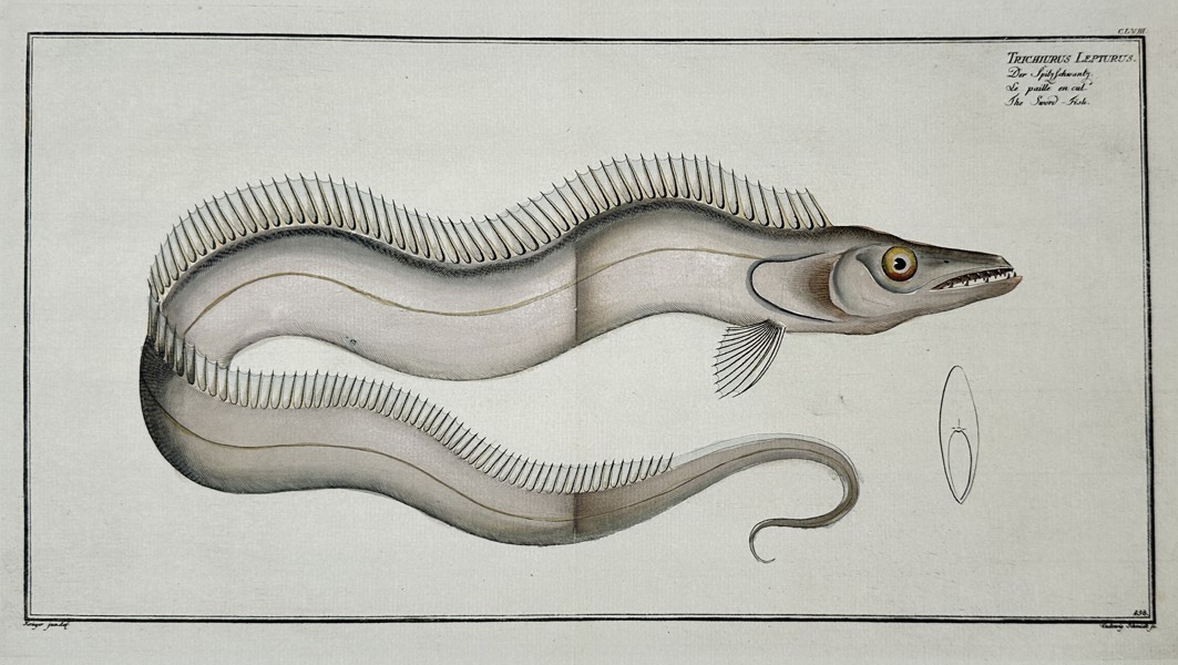 Johann Friedrich August Krüger (1754-1791) – View of a Largehairtail or Ribbonfish – Hand-coloured etching (1785)