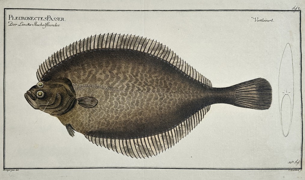 Johann Friedrich August Krüger (1754–1791) – View of a European Flounder – Hand-coloured etching (1782)