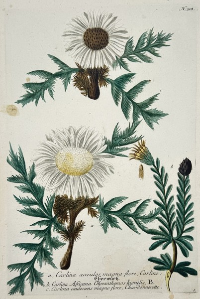 Johann Wilhelm Weinmann (1683-1741) – Botanical Study of Carline Thistles – Hand-coloured engraving (1739)