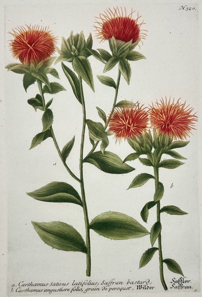 Johann Wilhelm Weinmann (1683-1741) – Botanical Study of Safflower – Hand-coloured engraving (1739)