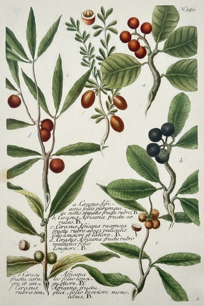Johann Wilhelm Weinmann (1683-1741) – Botanical Study of African Cherries – Hand-coloured engraving (1739)