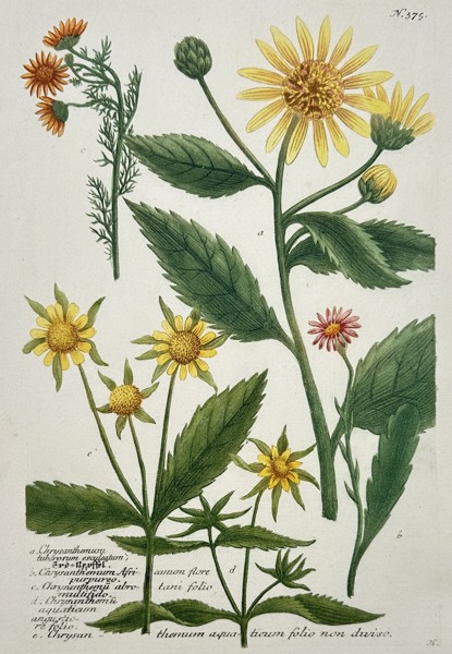Johann Wilhelm Weinmann (1683-1741) – Botanical Study of Chrysanthemums – Hand-coloured engraving (1739)