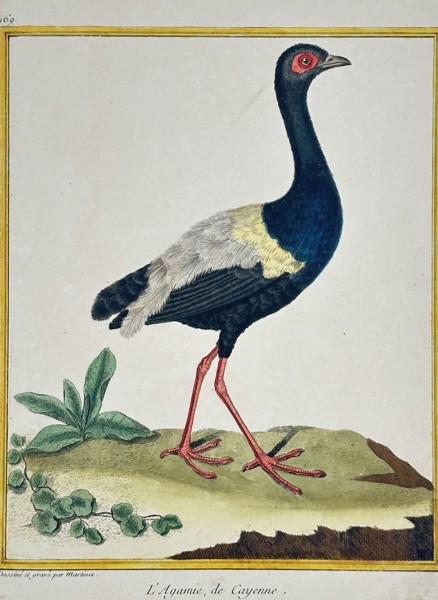 François-Hubert Martinet (1731-1800) – View of a Grey-winged Trumpeter – Hand-coloured etching (1780)