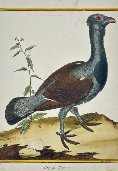 Francois-Hubert Martinet (1731-1800) – View of a Western Capercaillie – Hand-coloured etching (1770)