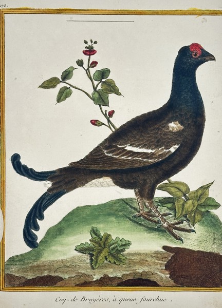 Francois-Hubert Martinet (1731-1800) – View of a Black Grouse – Hand-coloured etching (1770)