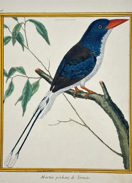 Francois-Hubert Martinet (1731-1800) – View of a Common Paradise Kingfisher – Hand-coloured etching (1770)