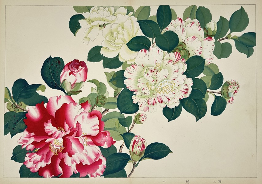 Tanigami Konan (1879-1928) – Studies of Camellias – Woodblock print (1923)