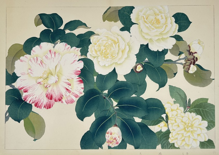 Tanigami Konan (1879-1928) – Botanical Study of Variegated Camellias – Woodblock print (1923)