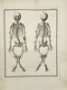 Jacques de Seve & Comte de Buffon - Anatomical Engraving - A rachitic skeleton, measuring two feet two inches in length
