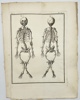 Jacques de Seve & Comte de Buffon - Anatomical Engraving - A rachitic skeleton, measuring two feet two inches in length