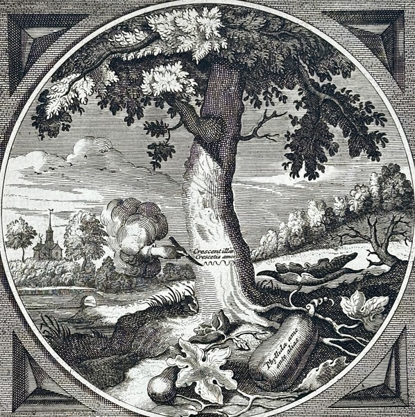 Jacob Cats (1577–1660) – Emblem of the Growing Name – Engraving (1627)