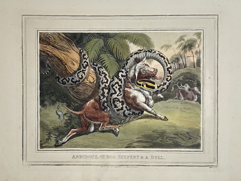 Edward Orme (1775–1848) – Anecdote of Boa Serpent and a Bull – Etching (Hand-coloured) (1807)