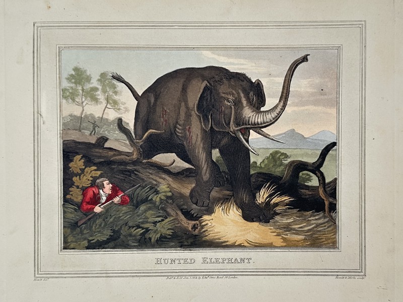 Edward Orme (1775–1848) – Hunted Elephant – Etching (Hand-coloured) (1807)