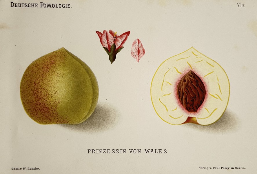 Wilhelm Lauche (1827–1883) – Princess of Wales Peach – Lithograph (Hand-coloured) (1882)