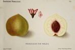 Wilhelm Lauche (1827–1883) – Princess of Wales Peach – Lithograph (Hand-coloured) (1882)
