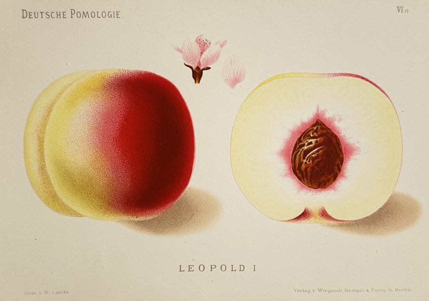Wilhelm Lauche (1827–1883) – Leopold I Peach – Lithograph (Hand-coloured) (1882)