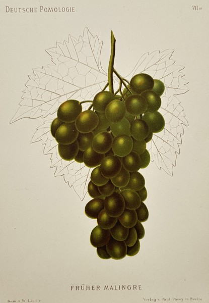 Wilhelm Lauche (1827–1883) – Früher Malingre Grape – Lithograph (Hand-coloured) (1882)